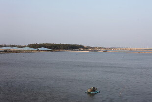水面孤鸭 宁静自然景象