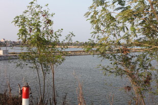 湖畔树木与远处建筑景观