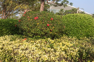 多彩花卉绿植景观