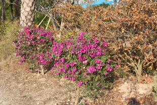 野外绽放的艳丽紫色花朵