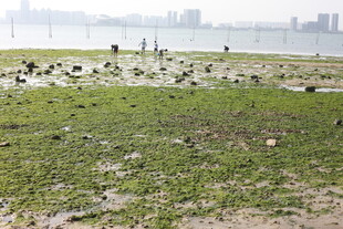 湿地鸟类栖息的绿色天地