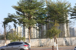 城市路旁绿树与车辆景观