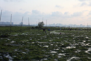 湿地风光 绿意盎然的水域