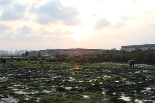夕阳下的湿地景观