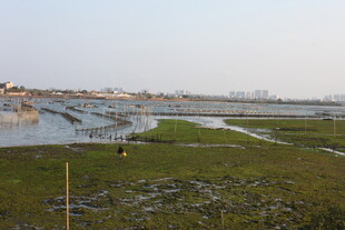 湿地风光 自然生态美景