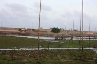 田野中的积水与木桩景观