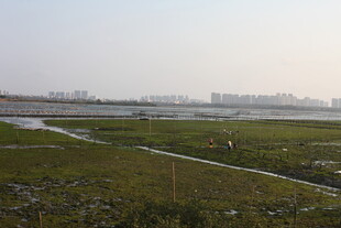 湿地风景 开阔自然景观