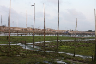 湿地旁的林立桅杆景观