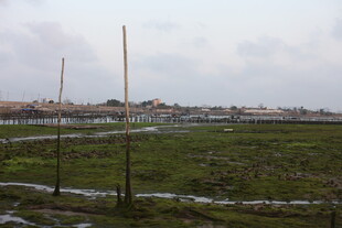 田野风光中的农田与电线杆