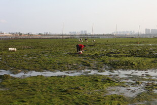 湿地中的劳动者