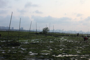 田野景象 远处有人劳作