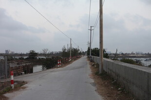 乡村小路旁的宁静景象