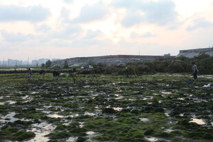 湿地景观 水草繁茂的天地
