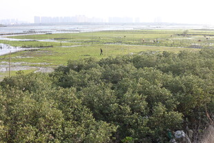 湿地红树林景观