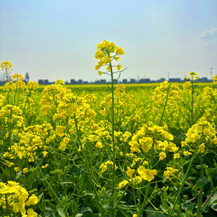 金黄油菜花田