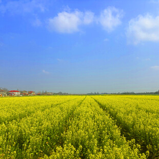 金黄油菜田
