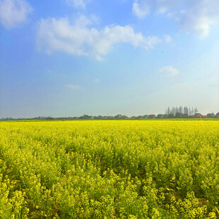 金黄油菜田