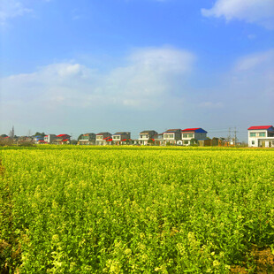 田园风光中的村落与油菜花田