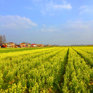 金黄油菜田
