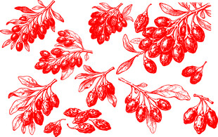 手绘红色枸杞图案元素