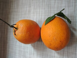 橙子