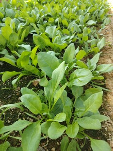 菠菜 菜苗 