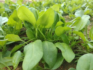 菠菜 菜苗