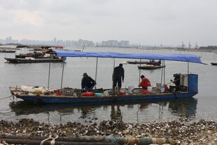 岸边停泊的蓝色渔船