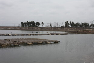 宁静水域旁的树木景观