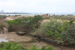 湿地自然风光景观图