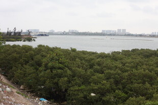 海岸边的茂密红树林景观