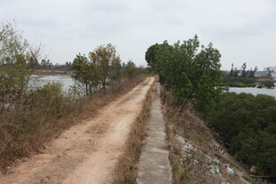 乡间土路 两旁绿树相伴