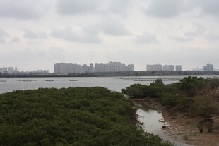 河畔绿植与远处城市景观