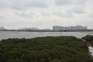 河畔绿植与远处城市景观