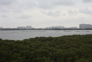 河畔茂密树林与远处建筑