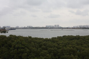 湖畔绿树环绕的城市景观