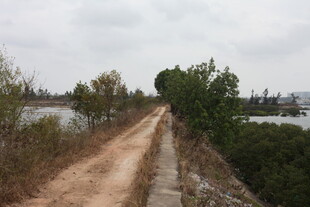 乡间泥泞小路 周边绿植环绕