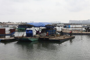 水上停泊的多艘作业船只