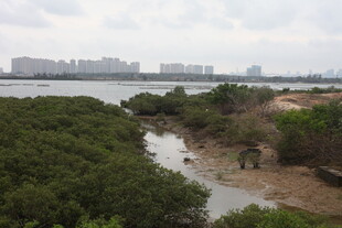 河畔绿植与远处城市景观