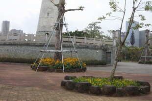 城市花坛与树木景观