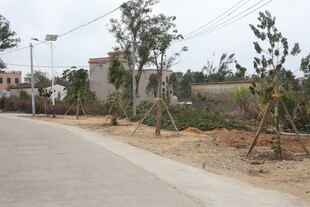 乡村路旁绿树初植景象