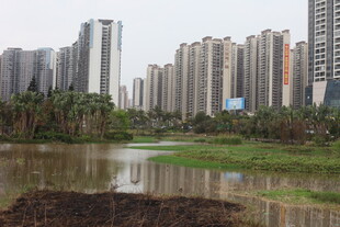 城市河畔高楼景观