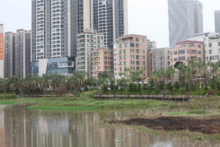 城市湖畔高楼景观