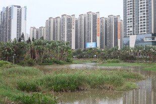 城市湿地旁的高楼景观