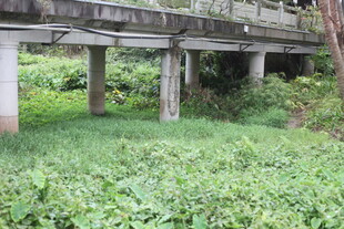 桥下繁茂绿植景观