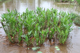 水田中的翠绿水生植物