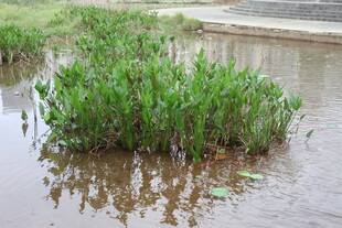 水中繁茂的绿色水生植物
