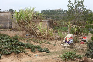 乡村田园劳作场景