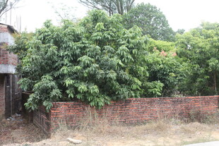 墙边繁茂绿植生机盎然