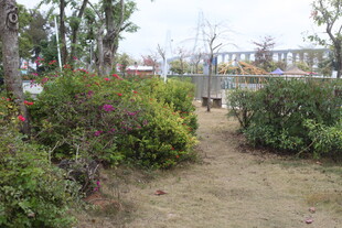 户外绿植环绕的小径